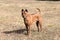 Thai Ridgeback Puppy. Red Thai Ridge Dog - ancient local dog of Thailand, short -haired, triangular ears of medium size. Black tip