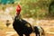 Thai Rooster