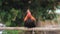 Thai rooster cockerel perched on a bamboo pole watching and waiting for it`s owner in a local Thai village