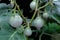 Thai round eggplant tree with eggplants on tree