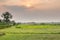 Thai rural empty rice field landscape