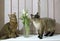 Thai Shorthair seal point Bobtail and red fluffy Somali breed young cats playing with a flower in a vase