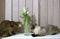 Thai Shorthair seal point Bobtail and red fluffy Somali breed young cats playing with a flower in a vase