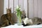 Thai Shorthair seal point Bobtail and red fluffy Somali breed young cats playing with a flower in a vase