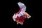 Thai Siamese Betta Fighters Fish Long tail, white, red, Yellow