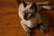 Thai Siamese cat, brown color, dark brown ears yellow eyes