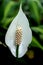 A Thai single petal white flower