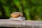 Thai Snail or Soil Snail Hemiplecta Distincta on the tree leaf in the garden after rain