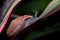 Thai Snail or Soil Snail Hemiplecta Distincta on the tree leaf  Hemiplecta Distincta on the tree leaf in the garden after rain