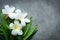 Thai Spa. Top view of white Plumeria flower setting for massage treatment and relax on concrete blackboard with copy space. Gree