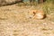 Thai stray dog lying on dirty sandy floor