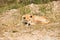 Thai stray dog lying on dirty sandy floor