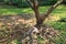 Thai stray dog relaxing under big tree