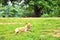 Thai stray dog resting on grass field