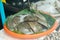 Thai street food, seafood shellfish and horseshoe crab