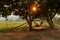 Thai style wooden litter and sunbeam shine through the mango tree with agricultural field and small hill in background - Thai