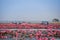 Thai tourist take boat visiting sea of pink water lily