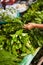 Thai traditional herbs. Closeup of a person holding leafy green Thai basil at a market.