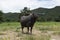 Thai Water Buffalo with beautiful horns posing elegantly