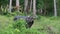 Thai Water Buffalo Bubalus Bubalis Grazing