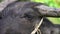 Thai Water Buffalo Bubalus Bubalis Grazing. Face Close Up