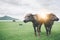 Thai water buffalos eating grass