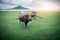 Thai water buffalos eating grass