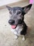 A Thai white and black dog sitting on the floor Open mouth Drooling