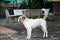 Thai white and brown stray dog smart standing and looking something.