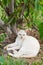 Thai white cat