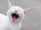 Thai white cat yawning