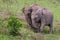 Thai wild elephant using trunk to grab a clump of grass to eat