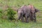 Thai wild elephant using trunk to grab a clump of grass to eat