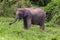 Thai wild elephant using trunk to grab a clump of grass to eat