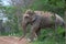 Thai wild elephant and white birds