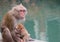 Thai wild red face mommy and baby monkey sitting near the river