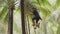 Thai woman people climbing to pick coconut on palm tree trunk or coconut tree, economic plant from Thailand. Nature. traditional