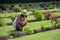 Thai woman reading word on gravestone Kanchanaburi War Cemetery (Don Rak)