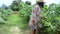 Thai women harvest agriculture yellow thai eggplant on tree