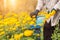 Thai worker or gardener keeping Marigold flower in field at northern of Thailand