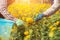 Thai worker or gardener keeping Marigold flower in field at northern of Thailand