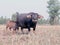 A Thai young buffalo is eating her mother`s milk in a rice field