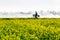 THAIBINH, VIETNAM - DECEMBER 31, 2014 - Local landscape with very nice blooming Wintercress fields.