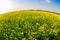 THAIBINH, VIETNAM - DECEMBER 31, 2014 - Rural landscape with nice blooming Wintercress fields.