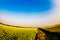 THAIBINH, VIETNAM - DECEMBER 31, 2014 - Rural landscape with nice blooming Wintercress fields.