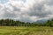 Thailand agriculture. Green field.