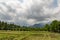 Thailand agriculture. Green field.