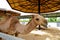 Thailand, Ayuttaya- May 16 2022. close up Smilling face of Camel inside fence.