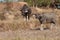 Thailand buffalo