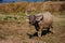 Thailand buffalo eating grass with birds,countryside Thailand